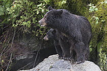 Black Bear (Ursus americanus) mother and cub in temperate rainforest, Anan Creek, Tongass National Forest, Alaska