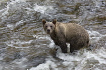 Grizzly Bear (Ursus arctos horribilis) in river, Anan Creek, Tongass National Forest, Alaska