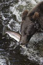 Grizzly Bear (Ursus arctos horribilis) with Pink Salmon (Oncorhynchus gorbuscha) prey, Anan Creek, Tongass National Forest, Alaska