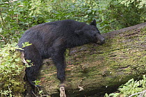 Black Bear (Ursus americanus) sleeping on log in temperate rainforest, Tongass National Forest, Alaska