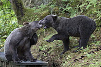 Grizzly Bear (Ursus arctos horribilis) yearling cubs playing in temperate rainforest, Tongass National Forest, Alaska