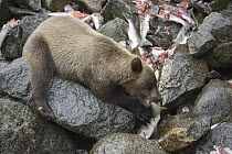 Grizzly Bear (Ursus arctos horribilis) cub feeding on Pink Salmon (Oncorhynchus gorbuscha) carcass, Anan Creek, Tongass National Forest, Alaska