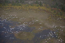 Snow Goose (Chen caerulescens) flock flying over coastal flats, Hudson Bay, Manitoba, Canada