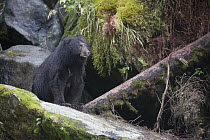 Black Bear (Ursus americanus) in temperate rainforest, Tongass National Forest, Alaska