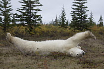 Polar Bear (Ursus maritimus) stretching, Hudson Bay, Manitoba, Canada