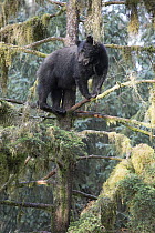 Black Bear (Ursus americanus) in tree in temperate rainforest, Anan Creek, Tongass National Forest, Alaska