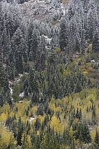 Fall colored valley with snow, Grand Tetons, Grand Teton National Park, Wyoming