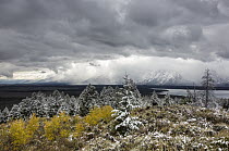 Fall snowstorm veiling mountains, Grand Tetons, Grand Teton National Park, Wyoming