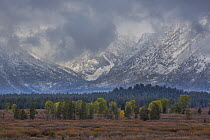Valley in autumn with snow-covered mountains, Grand Tetons, Grand Teton National Park, Wyoming