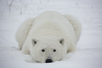Polar Bear (Ursus maritimus) yearling cub, Hudson Bay, Manitoba, Canada