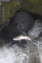 Black Bear (Ursus americanus) with Pink Salmon (Oncorhynchus gorbuscha) prey, Anan Creek, Tongass National Forest, Alaska