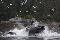 Humpback Whale (Megaptera novaeangliae) group gulp feeding, Alaska