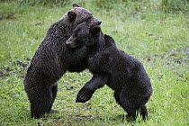 Grizzly Bear (Ursus arctos horribilis) juveniles playing, Tongass National Forest, Alaska