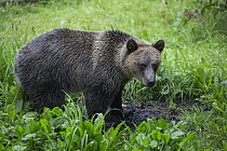 Grizzly Bear (Ursus arctos horribilis) cub in temperate rainforest, Tongass National Forest, Alaska