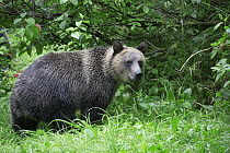 Grizzly Bear (Ursus arctos horribilis) cub in temperate rainforest, Tongass National Forest, Alaska
