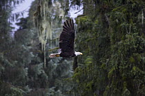 Bald Eagle (Haliaeetus leucocephalus) flying in temperate rainforest, Anan Creek, Tongass National Forest, Alaska