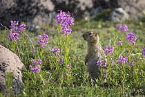Arctic Ground Squirrel (Spermophilus parryii) with wildflowers, Hudson Bay, Manitoba, Canada