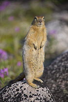 Arctic Ground Squirrel (Spermophilus parryii), Hudson Bay, Manitoba, Canada