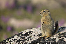 Arctic Ground Squirrel (Spermophilus parryii), Hudson Bay, Manitoba, Canada