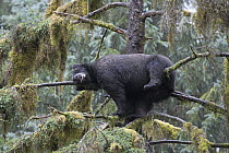 Black Bear (Ursus americanus) sleeping in tree in temperate rainforest, Anan Creek, Tongass National Forest, Alaska