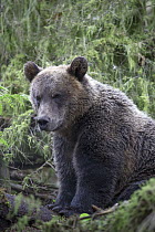 Grizzly Bear (Ursus arctos horribilis) yearling cub in temperate rainforest, Tongass National Forest, Alaska