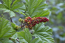 Devil's Club (Oplopanax horridus) berries, Tongass National Forest, Alaska