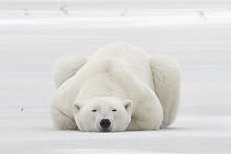 Polar Bear (Ursus maritimus) male resting on ice, Hudson Bay, Manitoba, Canada