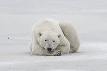 Polar Bear (Ursus maritimus) male resting on ice, Hudson Bay, Manitoba, Canada