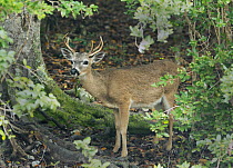 Key Deer (Odocoileus virginianus clavium) male, Florida Keys, Florida