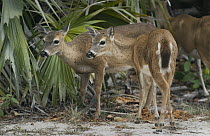 Key Deer (Odocoileus virginianus clavium) females, Florida Keys, Florida