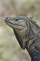 Ricord's Iguana (Cyclura ricordi), Lago Enriquillo National Park, Dominican Republic, Caribbean