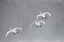 Whooper Swan (Cygnus cygnus) group flying in snowstorm, Lake Kussharo, Akan National Park, Japan