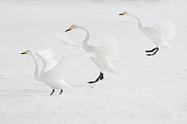 Whooper Swan (Cygnus cygnus) trio landing, Lake Kussharo, Akan National Park, Japan