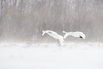 Whooper Swan (Cygnus cygnus) pair flying in snowstorm, Lake Kussharo, Akan National Park, Japan
