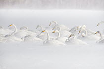 Whooper Swan (Cygnus cygnus) group in snowstorm, Lake Kussharo, Akan National Park, Japan