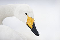 Whooper Swan (Cygnus cygnus), Lake Kussharo, Akan National Park, Japan