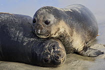 Southern Elephant Seal (Mirounga leonina) pups, Sea Lion Island, Falkland Islands