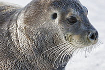 Bearded Seal (Erignathus barbatus)with open ear hole, Svalbard, Norway