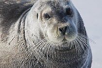 Bearded Seal (Erignathus barbatus), Svalbard, Norway