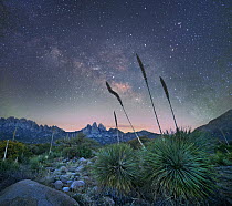 Agave (Agave sp) group at night, Organ Mountains-Desert Peaks National Monument, New Mexico