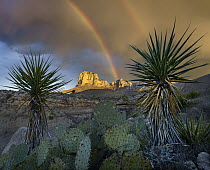 Yucca (Yucca sp) plants with rainbow over mountain, El Capitan, Guadalupe Mountains National Park, New Mexico