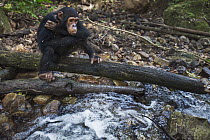 Eastern Chimpanzee (Pan troglodytes schweinfurthii) juvenile male, eight years old, looking at stream, Gombe National Park, Tanzania