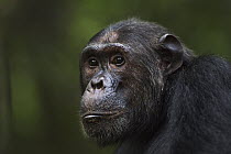 Eastern Chimpanzee (Pan troglodytes schweinfurthii) twenty-three year old male, Gombe National Park, Tanzania