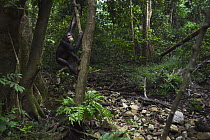 Eastern Chimpanzee (Pan troglodytes schweinfurthii) twelve year old sub-adult male hanging in tree, Gombe National Park, Tanzania