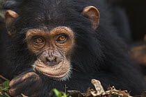 Eastern Chimpanzee (Pan troglodytes schweinfurthii) juvenile male, five years old, Gombe National Park, Tanzania