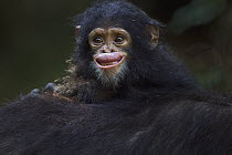 Eastern Chimpanzee (Pan troglodytes schweinfurthii) baby female, nine month old, grimacing, Gombe National Park, Tanzania