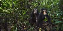 Eastern Chimpanzee (Pan troglodytes schweinfurthii) fourteen year old female with her nine month old baby daughter, Gombe National Park, Tanzania