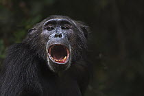 Eastern Chimpanzee (Pan troglodytes schweinfurthii) twenty-four year old female calling, Gombe National Park, Tanzania