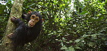 Eastern Chimpanzee (Pan troglodytes schweinfurthii) baby male, three years old, in tree, Gombe National Park, Tanzania