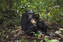 Eastern Chimpanzee (Pan troglodytes schweinfurthii) nineteen year old female playing with her three year old baby son, Gombe National Park, Tanzania
